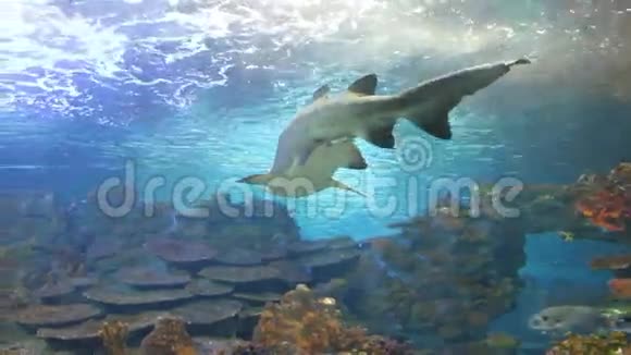 虎鲨在水下捕鱼视频的预览图