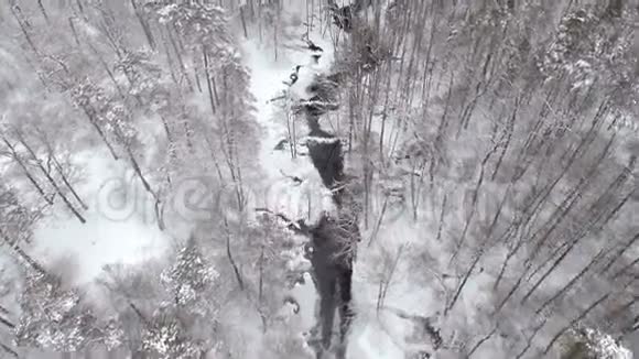 北部冬季森林上空飞行空中俯视视频的预览图