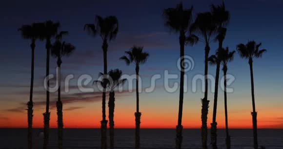 日落后棕榈树的剪影视频的预览图