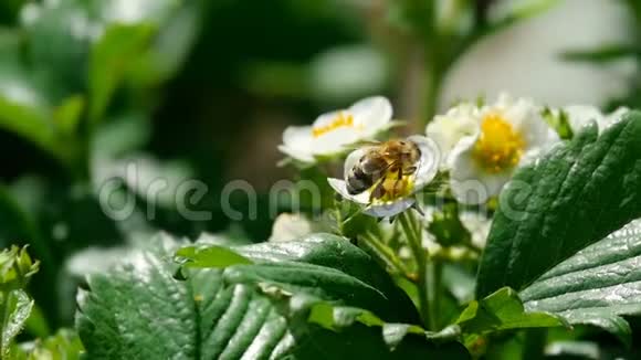 草莓花上的蜜蜂视频的预览图