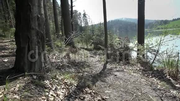 在一片森林里的湖边小路上视频的预览图