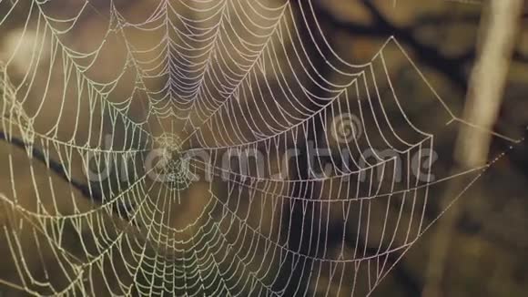 沼泽地日出时带着晨露的蛛网视频的预览图