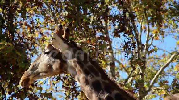 长颈鹿两只长颈鹿的头视频的预览图