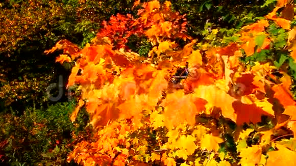 微风中的秋叶视频的预览图
