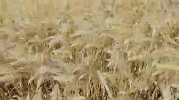 有收获黑麦的田地视频的预览图