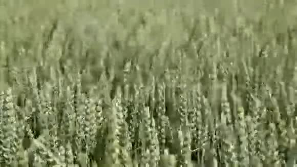风吹过的田野里的小麦视频的预览图