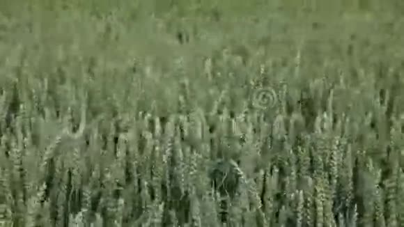 风吹过的田野里的小麦视频的预览图