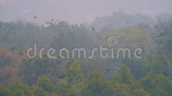 丛林中的热带暴雨在绿色森林的背景下视频的预览图