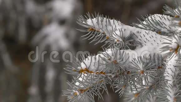 圣诞节背景美丽的白雪覆盖的杉树枝柔软的雪视频的预览图