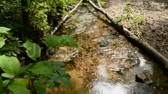 清新的小森林河视频的预览图