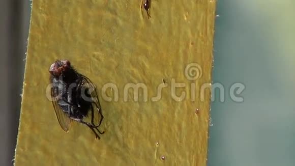 家蝇诱虫胶带视频的预览图