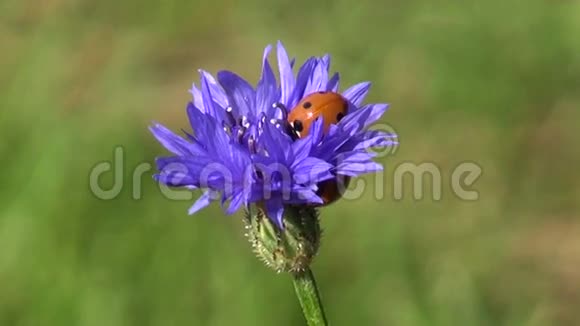 两只美丽的瓢虫在矢车菊上视频的预览图