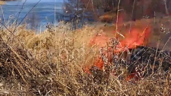 森林大火干草烧成灰烬视频的预览图