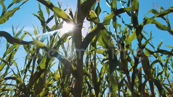 日落时的玉米田玉米田和天空的生活方式与美丽的云彩安定玉米地农业视频的预览图