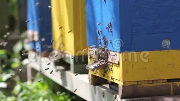 蜂房蜂群在蜂巢的入口处视频的预览图