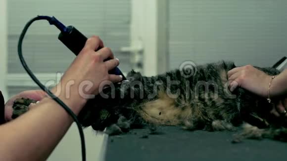 在宠物美发沙龙梳洗猫宠物美容视频的预览图