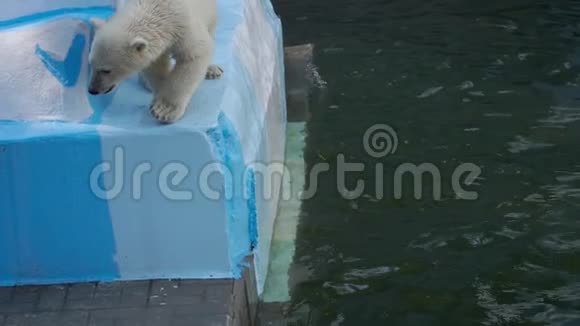 北极熊和幼崽在水里玩耍视频的预览图