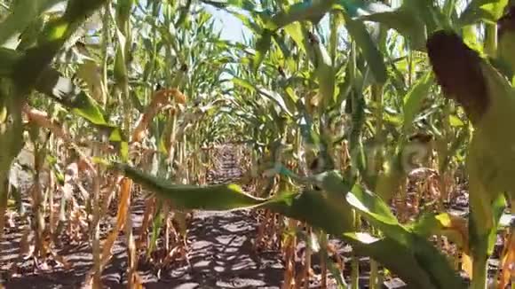 日落时的玉米田玉米田和天空有美丽的云彩安定玉米地农业概念生活方式视频的预览图