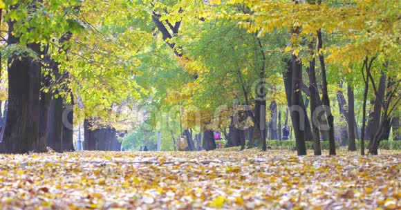 秋日在赫拉斯特鲁公园散步锻炼的人们视频的预览图