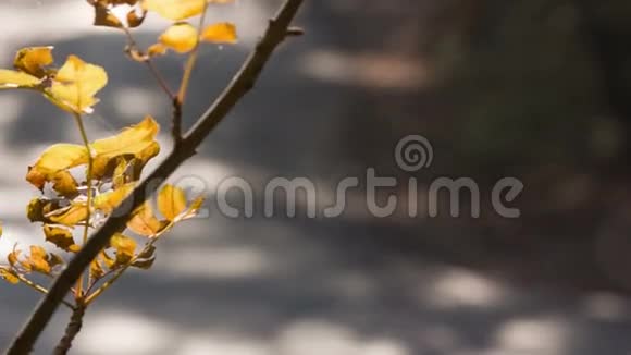 在温暖的秋日与汽车同行视频的预览图