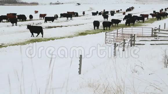 牛在冬季喂养尼古拉谷视频的预览图