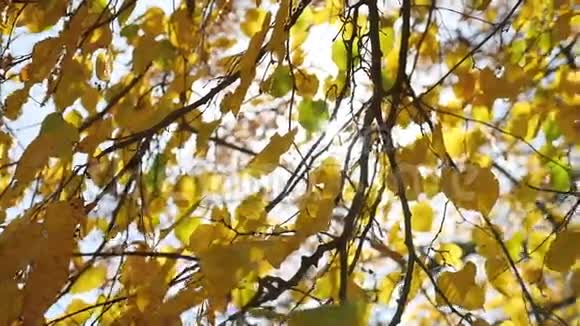 秋天的枫叶在风中摇曳阳光灿烂视频的预览图