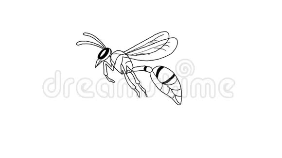 黄蜂飞行绘图2D动画视频的预览图