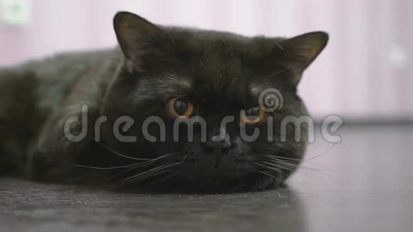 英国黑猫正在为照相机摆姿势视频的预览图