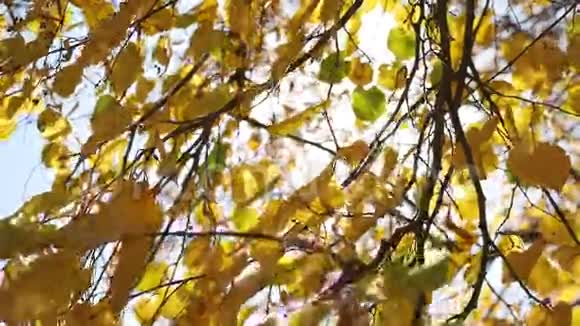 秋天的枫叶在风中摇曳阳光灿烂视频的预览图