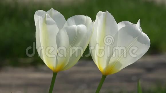 白色郁金香特写在花园里拍照视频的预览图