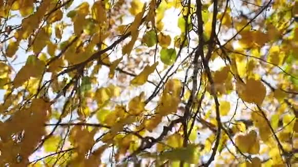 秋天的枫叶树在风中摇曳阳光灿烂视频的预览图