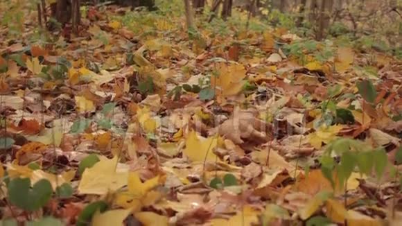 秋天的森林地上有黄色的叶子视频的预览图