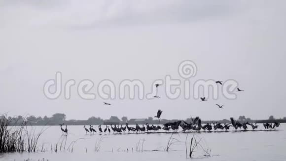 泰国塔勒诺伊水禽保护区大自然中的亚洲鸟鸟群视频的预览图