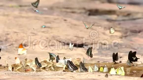 蝴蝶在大自然中吃东西白天视频的预览图