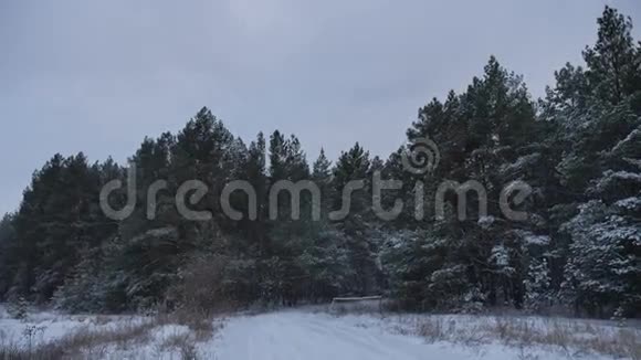 冬季雪景中傍晚圣诞树的顶端视频的预览图