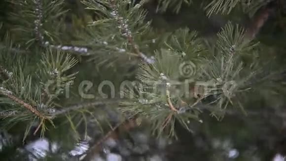 暴风雪期间公园的松林雪枝视频的预览图