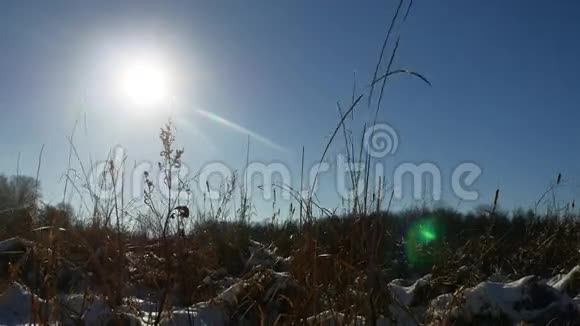 冬天干燥的剪影草在雪野景观雪自然视频的预览图