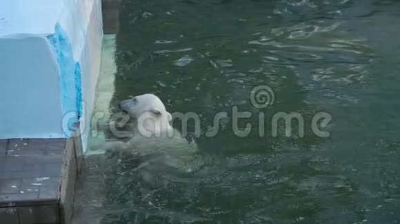 北极熊幼崽在水里玩耍视频的预览图