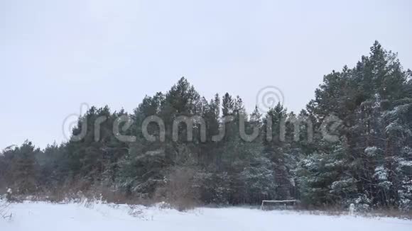 冬季雪景中的傍晚圣诞树树顶视频的预览图