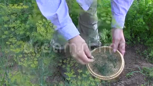 园丁在花园里采摘新鲜的迪尔视频的预览图