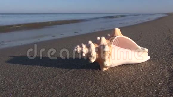 海边度假海滩沙滩贝壳视频的预览图