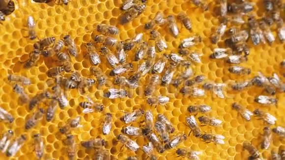 蜜蜂在蜂巢上的特写选择性聚焦慢动作视频蜜蜂与蜂蜜和蜜蜂生活方式视频的预览图