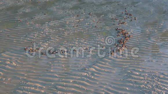 士兵螃蟹在白沙上行进视频的预览图