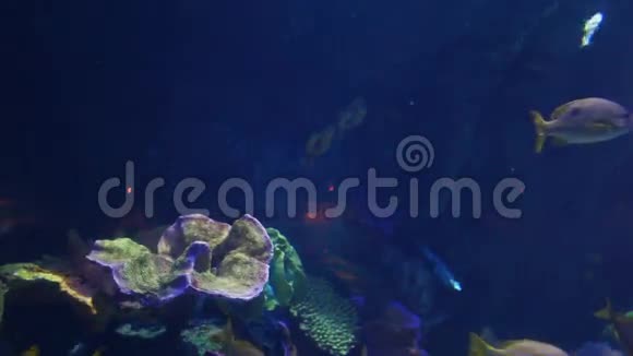 海底生物视频的预览图