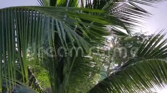 日落时的棕榈细节视频的预览图