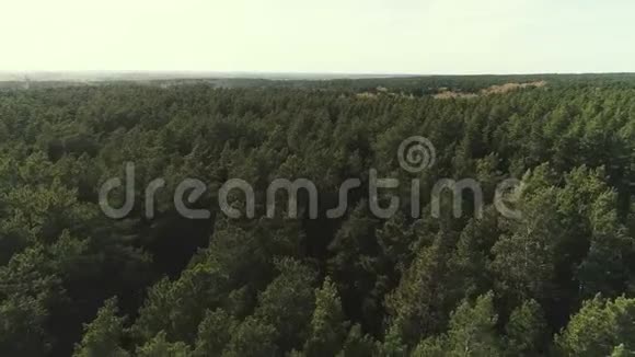空中景色飞过美丽的森林视频的预览图