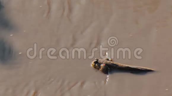 红树林中的泥船视频的预览图