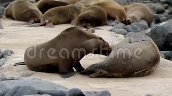 加拉帕戈斯海狮吸吮牛奶视频的预览图