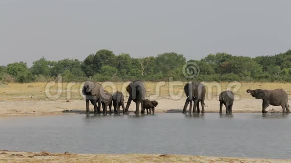 非洲野生动物Hwange水洞大象群视频的预览图