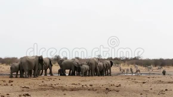 非洲野生动物Hwange水洞里的大象视频的预览图